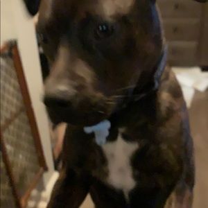 Meet your Posher, Carson